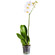 White Phalaenopsis orchid in a pot. United Arab Emirates